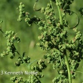 fat hen (Chenopodium album) Kenneth Noble
